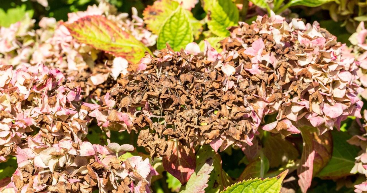 Kwiaty hortensji brązowieją? Tak gwałtownie przywrócisz im kolor