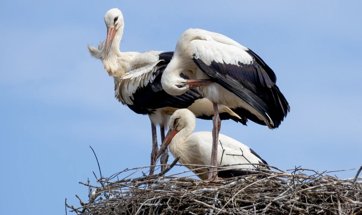 Odnotowano kolejne przypadki śmierci bocianów białych w niemieckiej Bawarii. Zgony tych ptaków są następstwem połykania przez nie gumek recepturek, które mylą z dżdżownicami, swoją naturalną zdobyczą. Niestety, przyczyniają się do tego ludzie...
