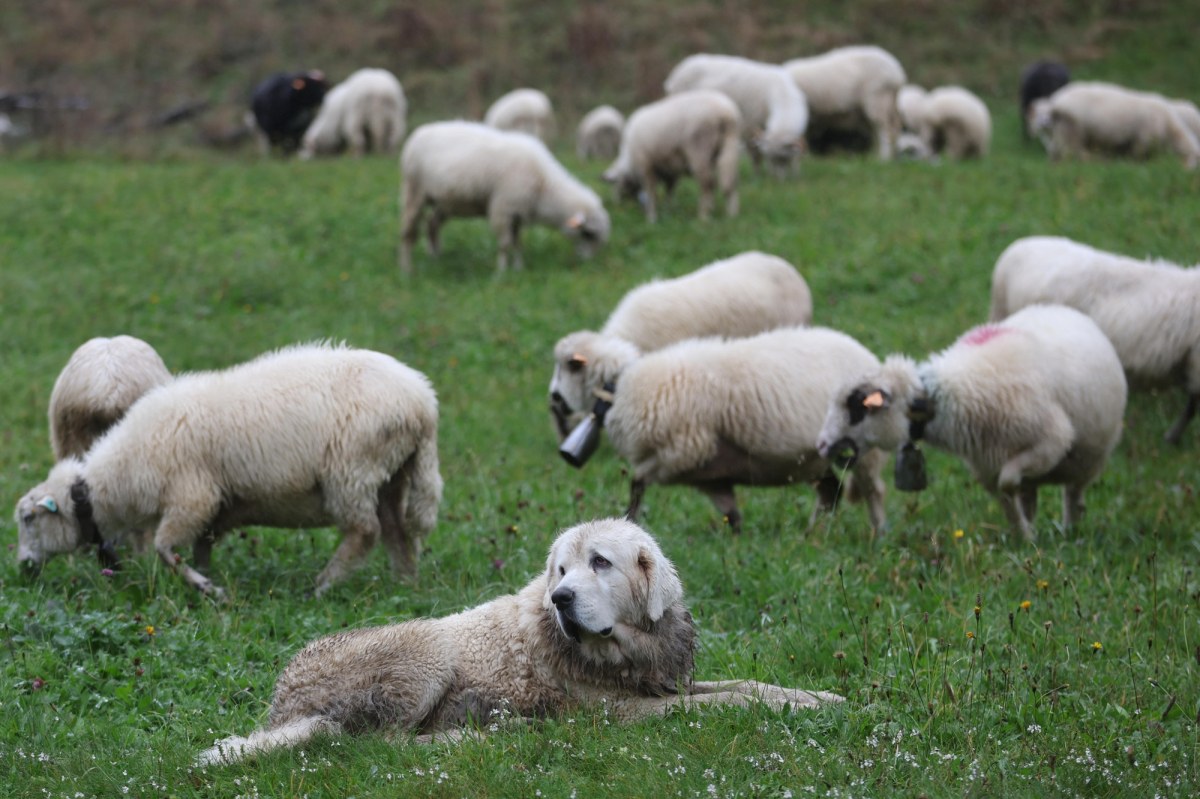 Wraca program "Owca Plus". Dostaną ponad 750 tysięcy złotych