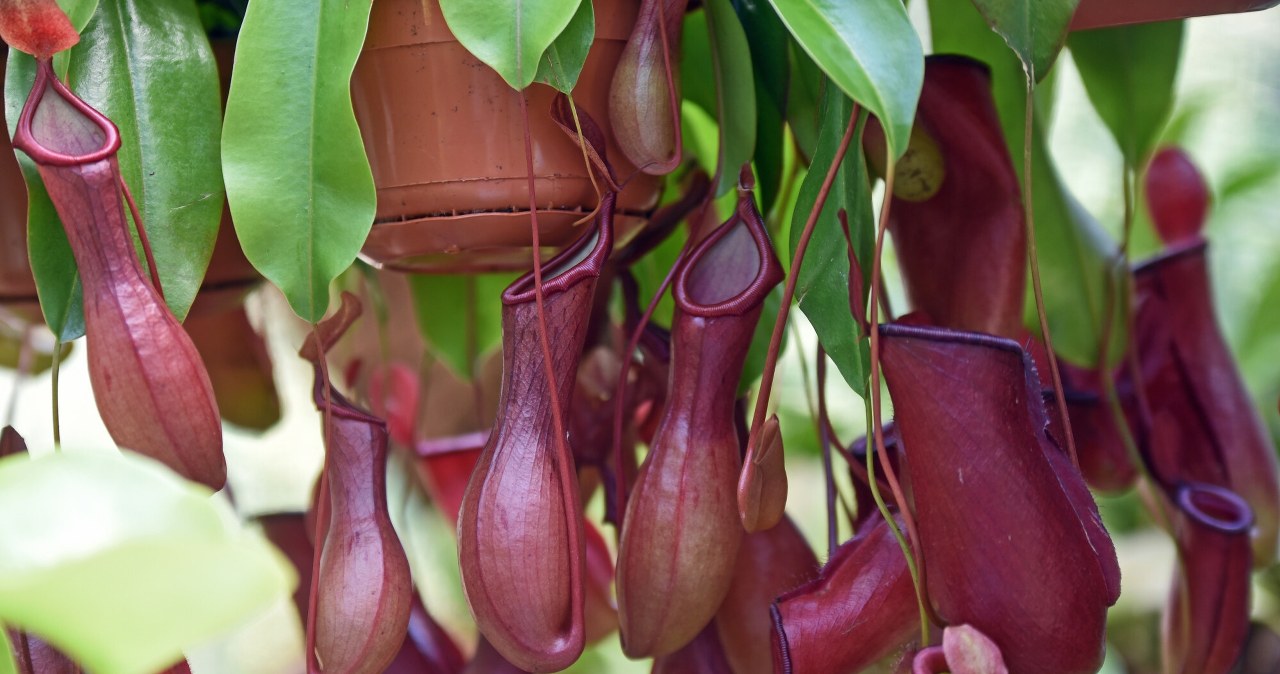 Komary to dla niej przysmak. Tę roślinę doniczkową musisz mieć w domu