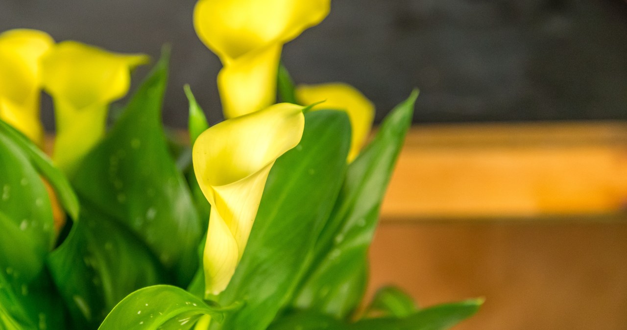 Takich kwiatów pozazdroszczą ci wszyscy goście. To królowa roślin doniczkowych