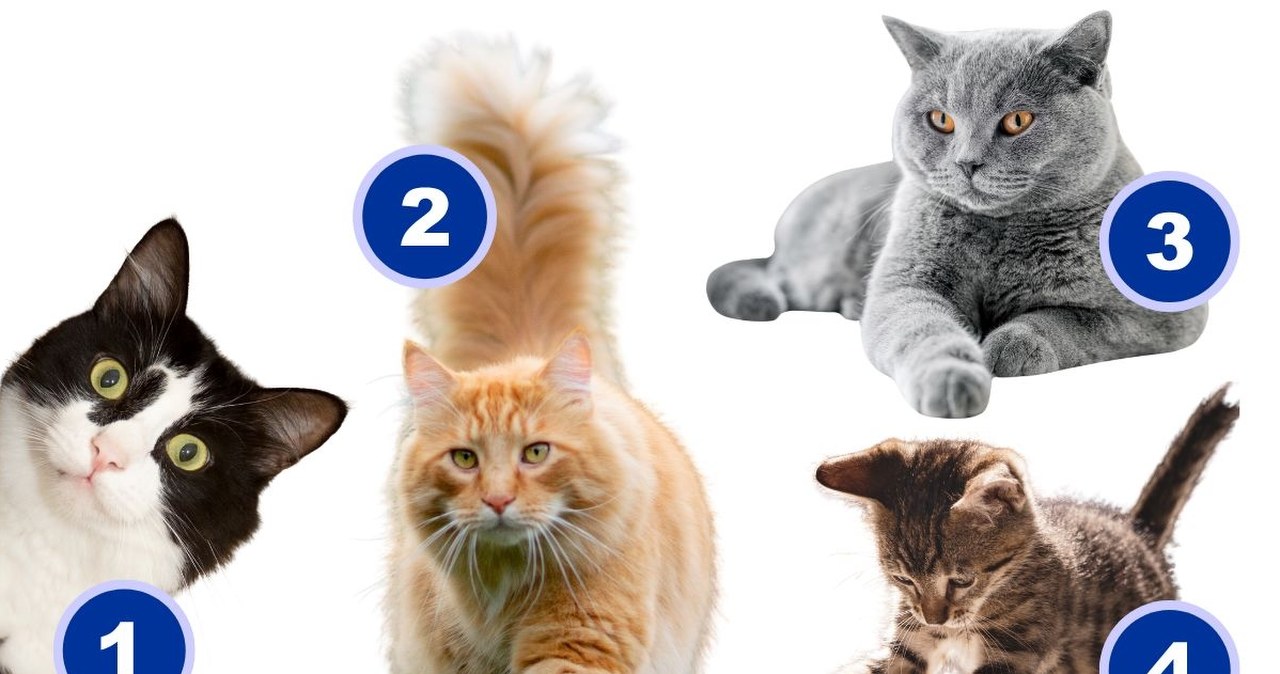 Który kot skradł twoje serce? Wybór zdradzi, jak widzą cię inni