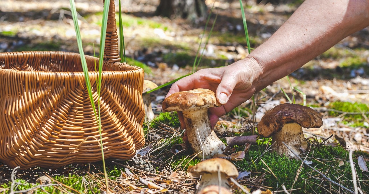 Grzybiarze nie chcą zdradzać tego miejsca. Grzybów jest tutaj prawdziwe zatrzęsienie