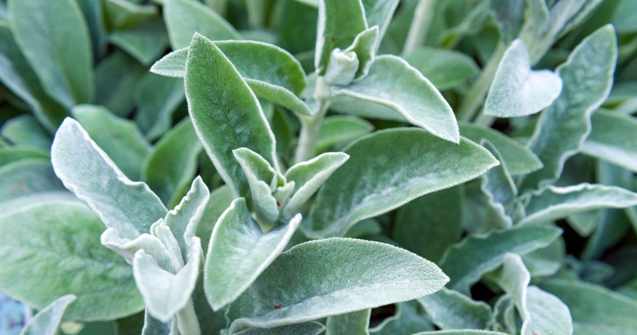 Przeprowadź rytuał z białą szałwią w domu. Tak pozbędziesz się złej energii