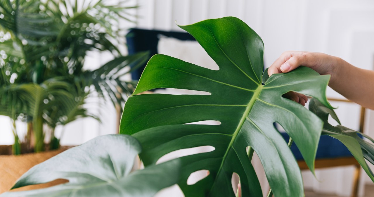 Monstera będzie dumą każdego parapetu. Wykonaj prosty test