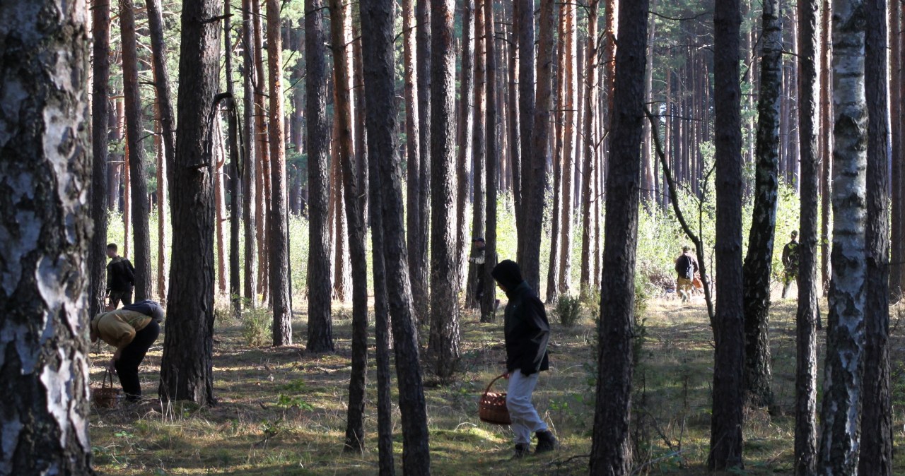 Grzybowa stolica Polski. "Mamy tutaj około 1000 gatunków grzybów"