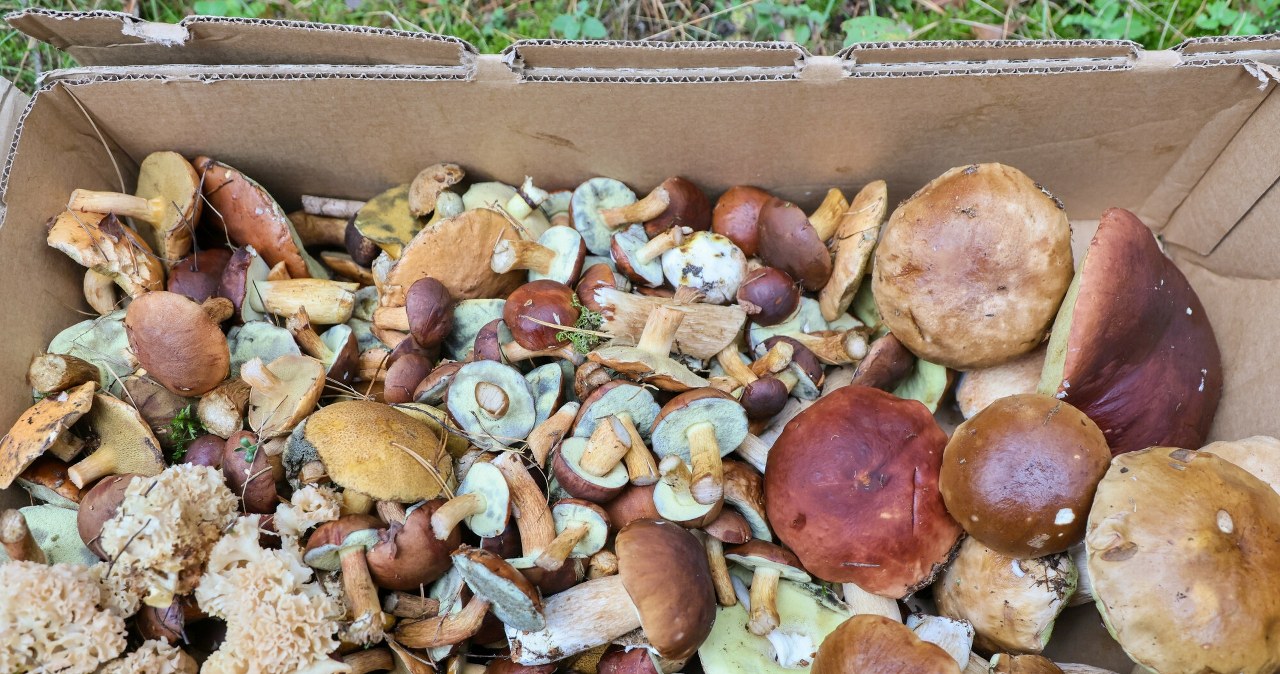 Prawdziwki na kilka sposobów. Oto co najlepiej zrobić ze zbiorami