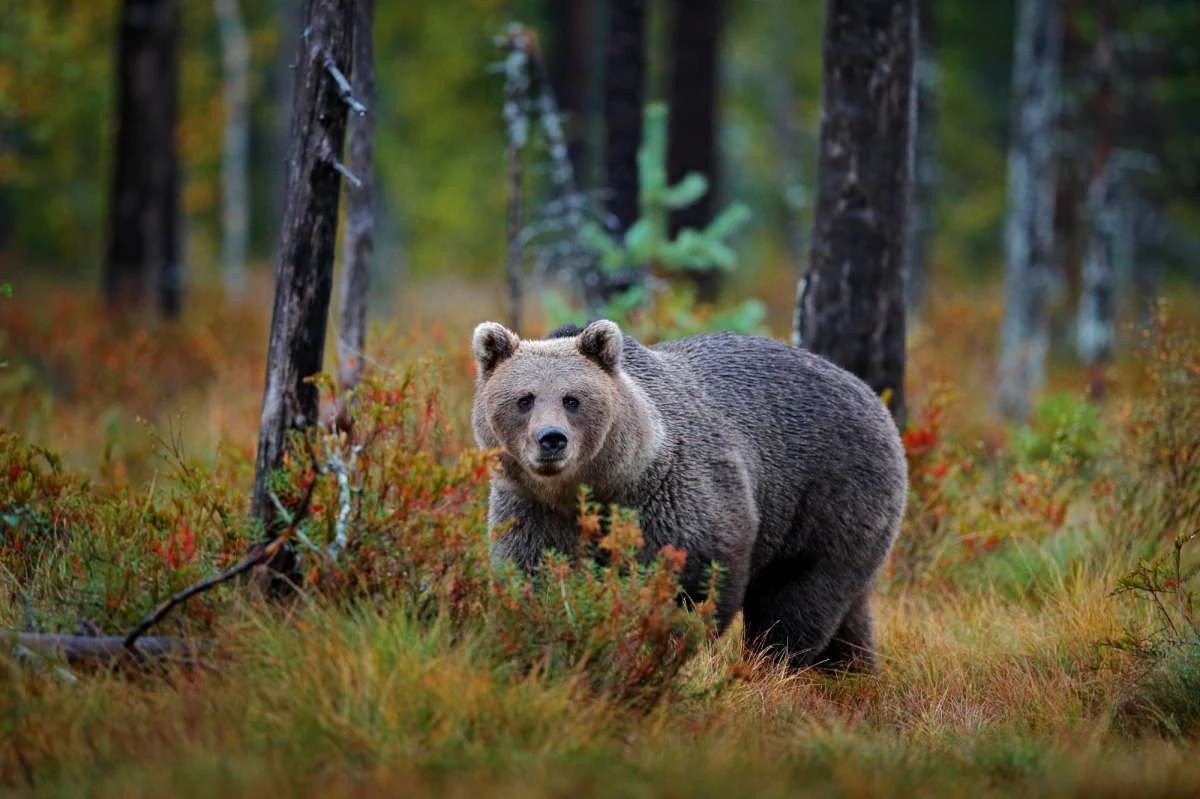 Kolejny atak niedźwiedzia na człowieka na Słowacji. 28-letni mężczyzna z obrażeniami ciała trafił do szpitala. Agresywnego zwierzęcia szukają policjanci, żołnierze i myśliwi.