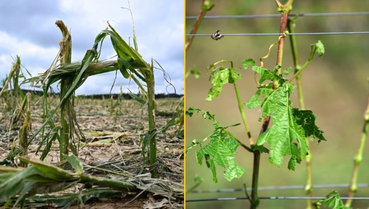 Tegoroczny sezon jest trudny dla wielu rolników. Potężne straty spowodowały m.in. wiosenne przymrozki czy letnie nawałnice. Okazuje się, że niekiedy nawet zgłoszenie szkody rolniczej stanowi problem. Reporterzy RMF FM przyjrzeli się sytuacji i rozmawiali z ludźmi doświadczonymi przez niekorzystne warunki pogodowe.