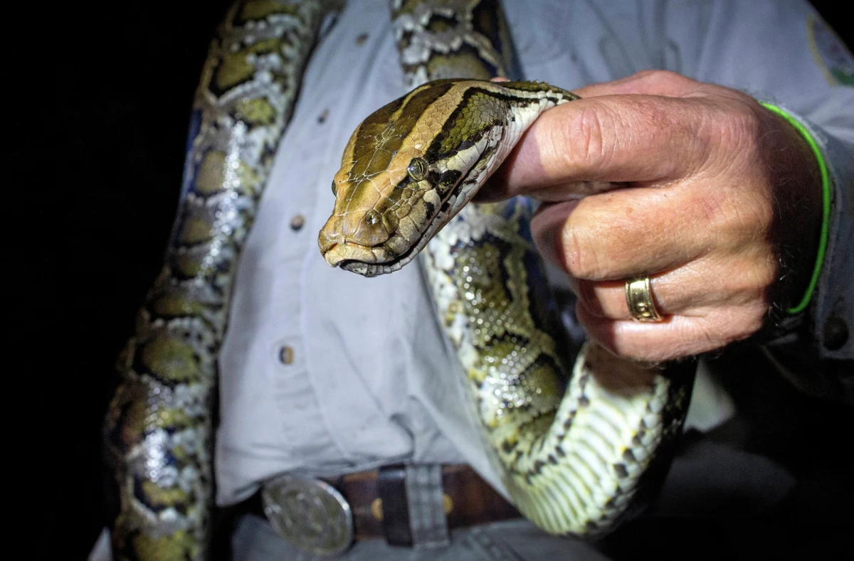 Tegoroczna edycja Florida Python Challenge przejdzie do historii – nie tylko ze względu na rekordową liczbę schwytanych pytonów, ale także dzięki niezwykłemu osiągnięciu Taylor Stanberry. Stała się ona pierwszą kobietą, która sięgnęła po tytuł głównej zwyciężczyni tego prestiżowego konkursu. Stanberry udało się zabić 60 pytonów w 10 dni.