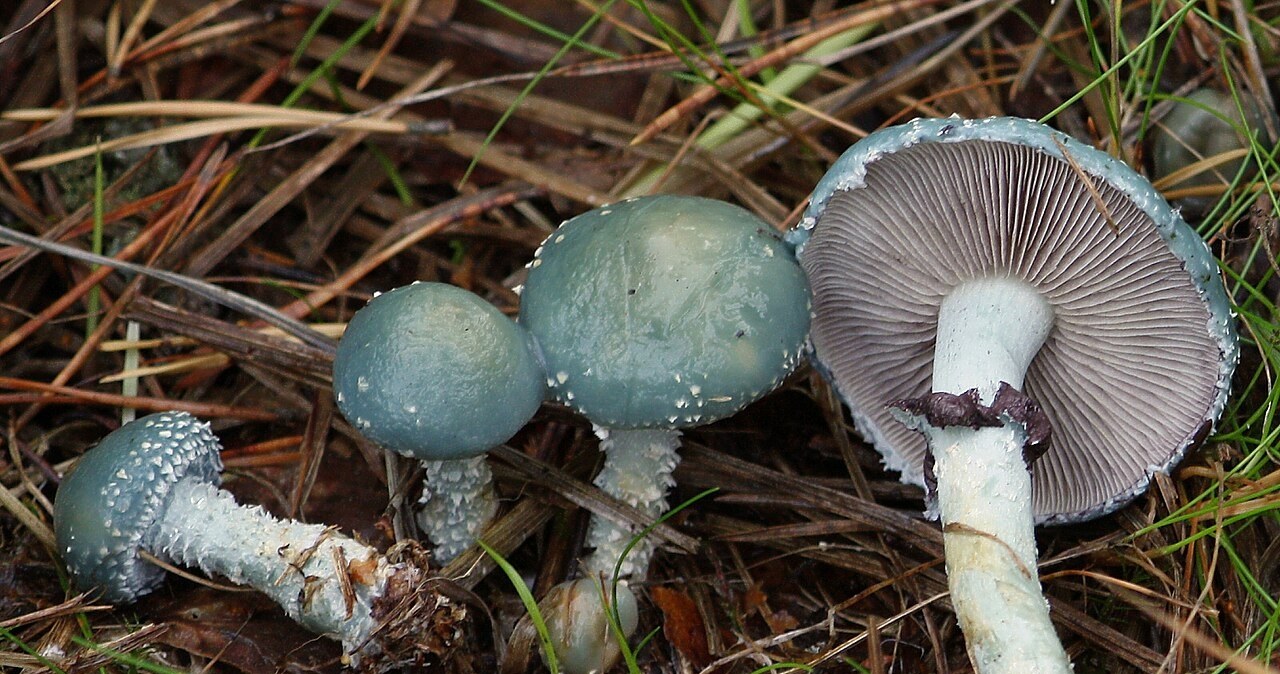 Ten grzyb jest jadalny i bardzo zdrowy. Nikt go nie zbiera, bo wygląda jak kosmita