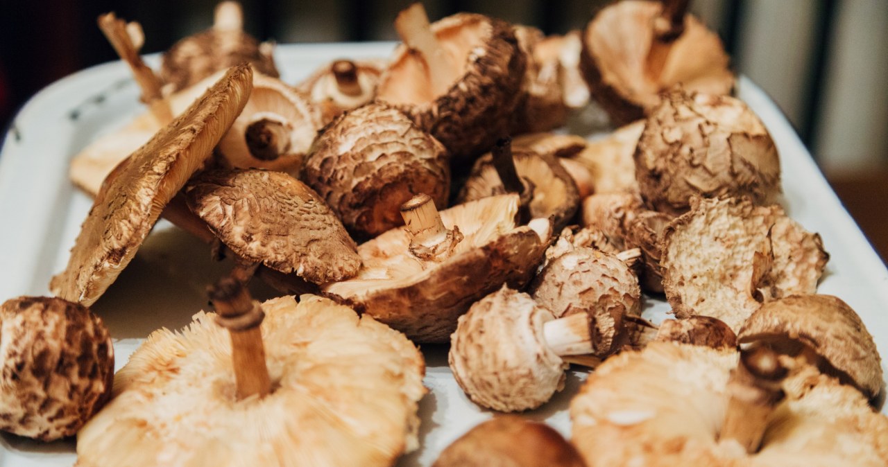 Cenne zbiory gwałtownie spleśniają. Największy błąd podczas suszenia grzybów