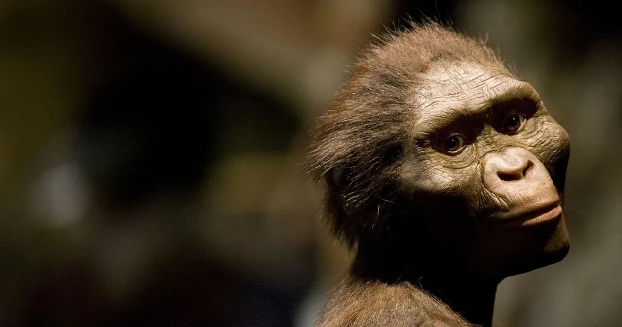 Niepowtarzalna okazja. Szczątki krewnego ludzi sprzed 3 mln lat na wystawie