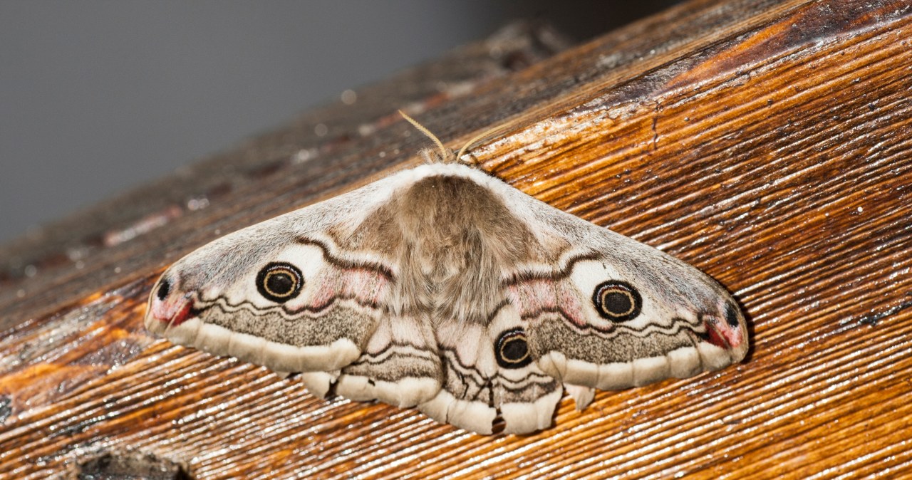 Nocne owady znikają. Radar ujawnił skalę problemu