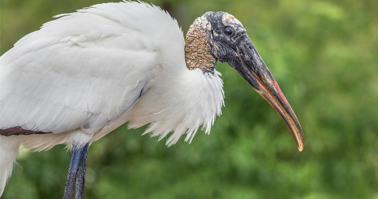 Najbrzydsze bociany świata skreślone z listy. Przyrodnicy protestują Najbrzydsze bociany świata skreślone z listy. Przyrodnicy protestują