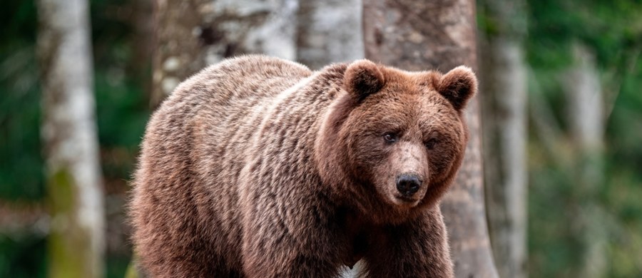 Prokuratura Rejonowa w Krośnie (woj. podkarpackie) wszczęła śledztwo ws. śmiertelnego postrzelenia z broni palnej około 2-letniego niedźwiedzia brunatnego objętego ochroną. Ma ono wykazać, kto postrzelił zwierzę, kiedy i gdzie. Martwego niedźwiedzia znaleziono w miniony czwartek w Lipowcu.