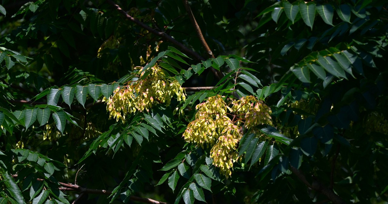 Drzewo opanowuje polskie miasta. Można wycinać bez zgody urzędników