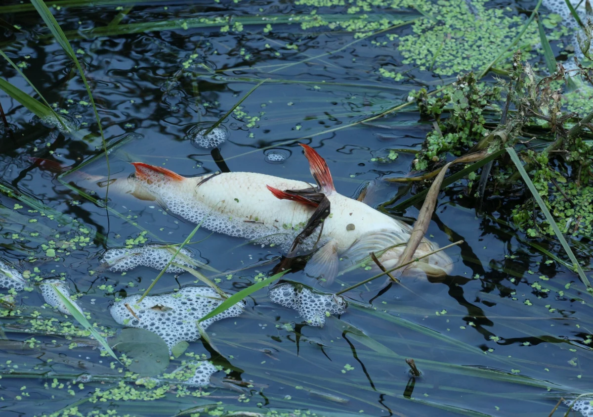 Wojewoda mazowiecki apeluje, aby nie korzystać z wody z rzeki Wkry. Nie można nią poić zwierząt gospodarskich, wchodzić do niej ani się w niej kąpać. Natlenianie wody aeratorami zaczyna jednak przynosić efekty. Poziom tlenu na wysokości Lubowidza i Bieżunia rośnie. Dotąd z rzeki wyłowiono ok. 830 kg śniętych ryb.