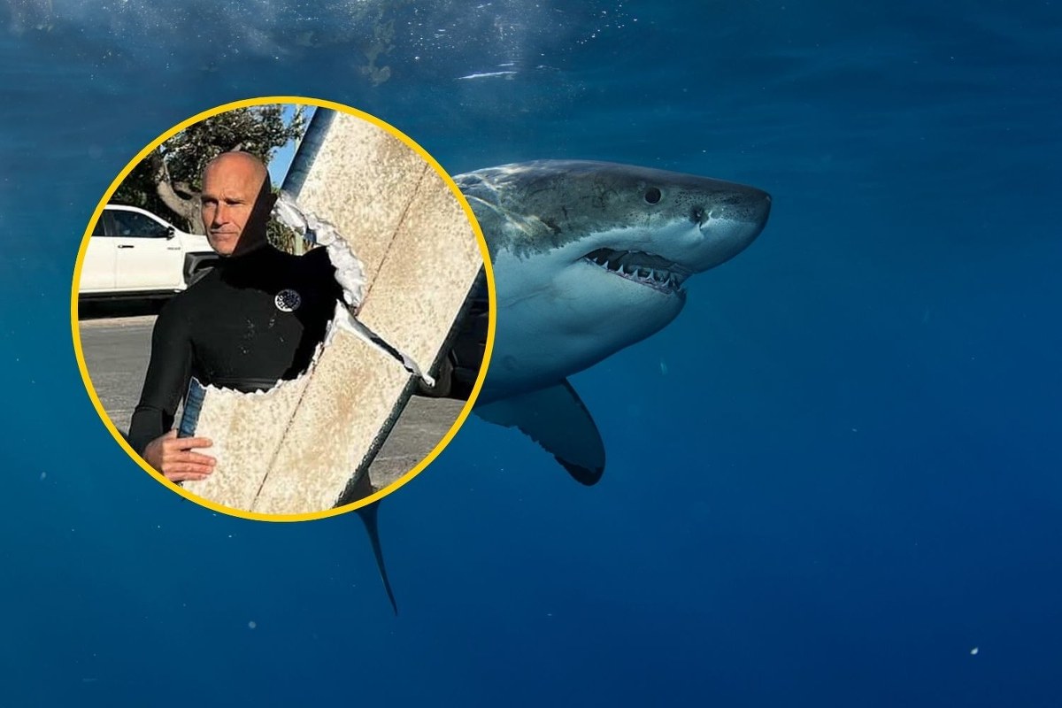 Surfer przeżył spotkanie z rekinem. Zobacz zdjęcie, które obiegło internet
