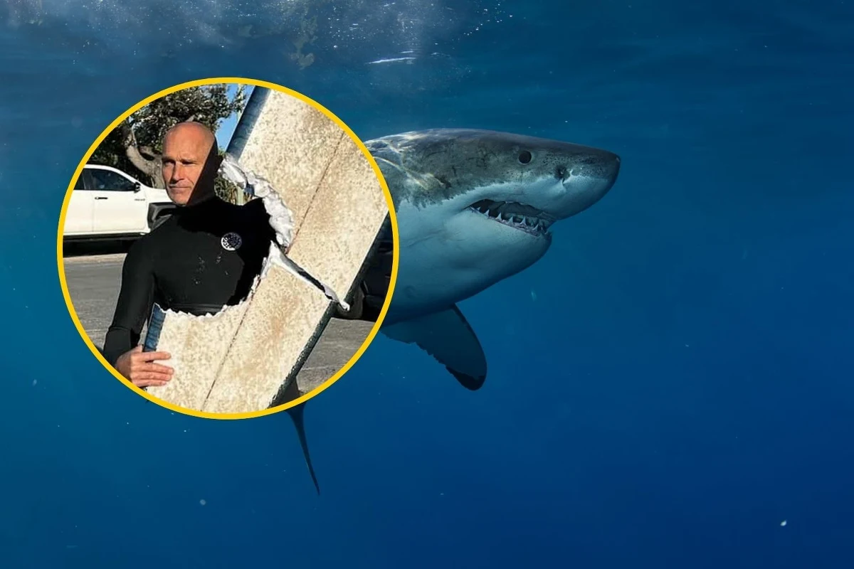 Chwile grozy na australijskiej plaży Cabarita. Surfer przeżył atak rekina, który dosłownie przegryzł jego deskę na pół. To już drugi podobny incydent w tej okolicy w ciągu ostatnich dwóch miesięcy.
