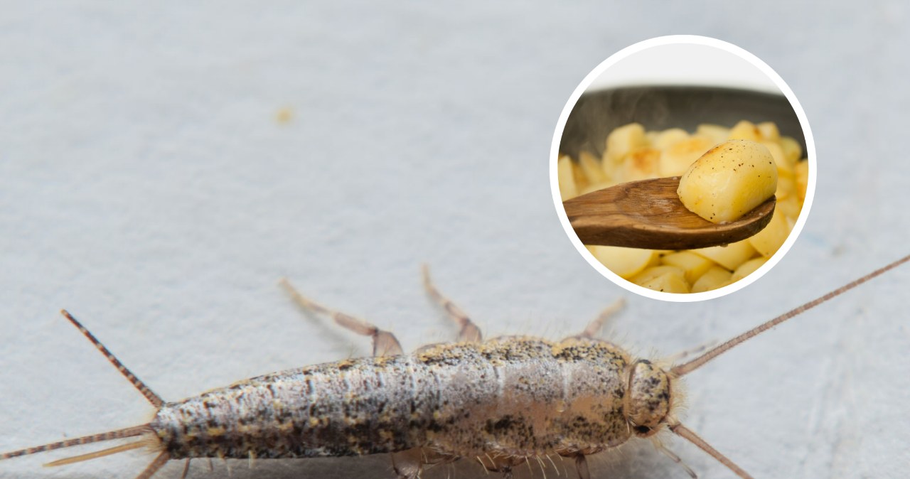 Połóż go w nocy na płytkach w łazience. Rano po rybikach cukrowych nie będzie śladu