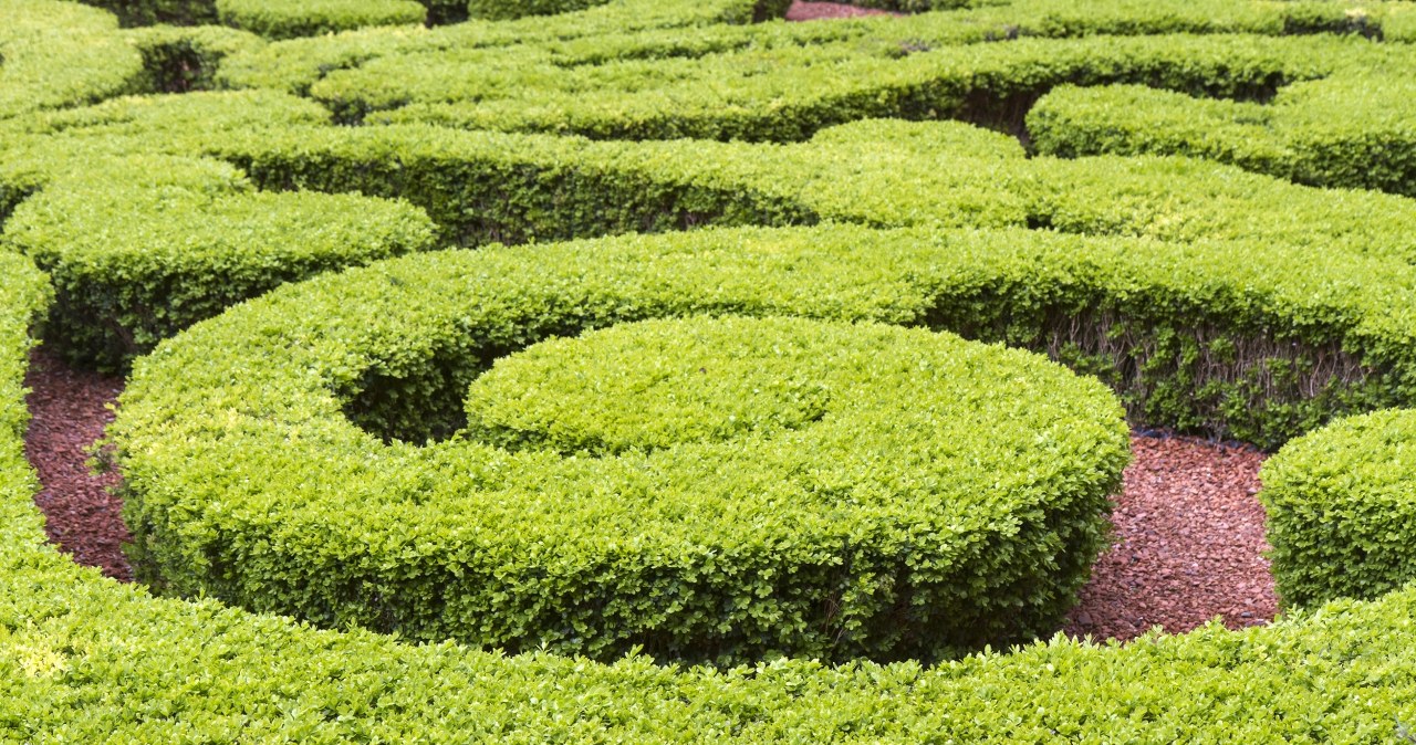 Zielony koszmar ogrodników – jak skutecznie walczyć z ćmą bukszpanową?