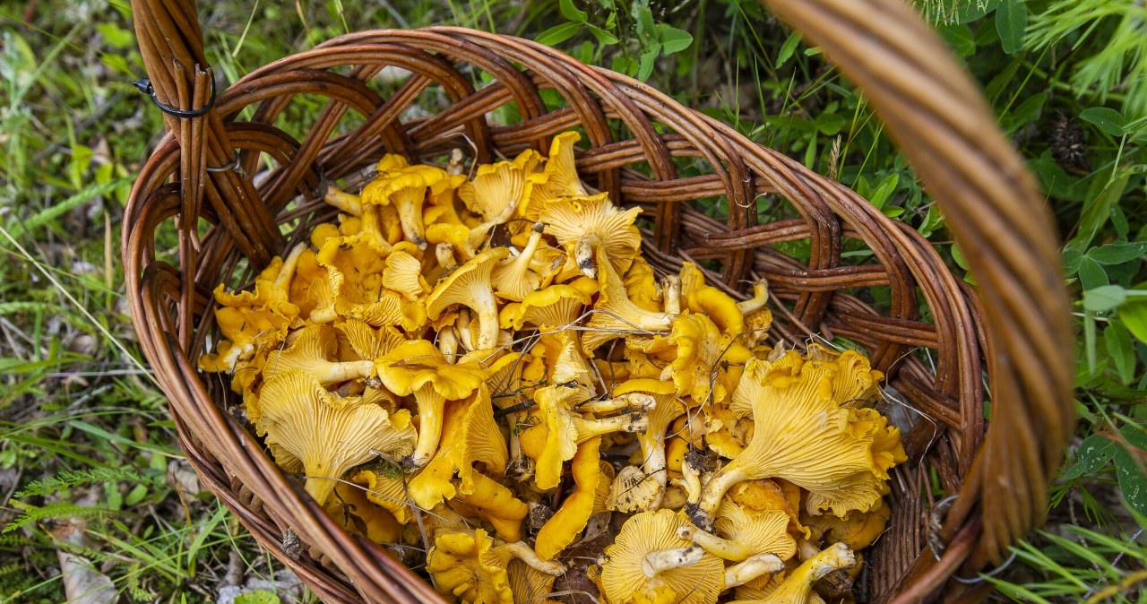 Leśnicy apelują do grzybiarzy. Uwaga, kurka ma trującego sobowtóra