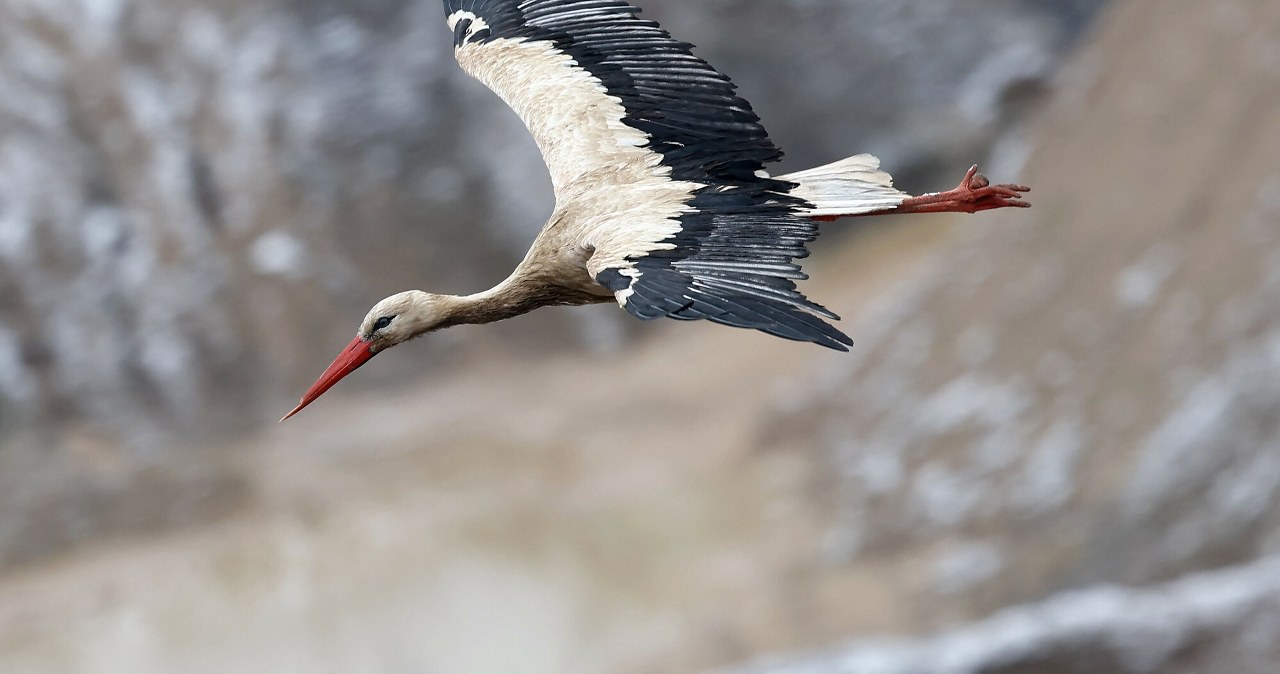 Dzieje się coś dziwnego. Przylatują i odlatują inaczej niż kiedyś
