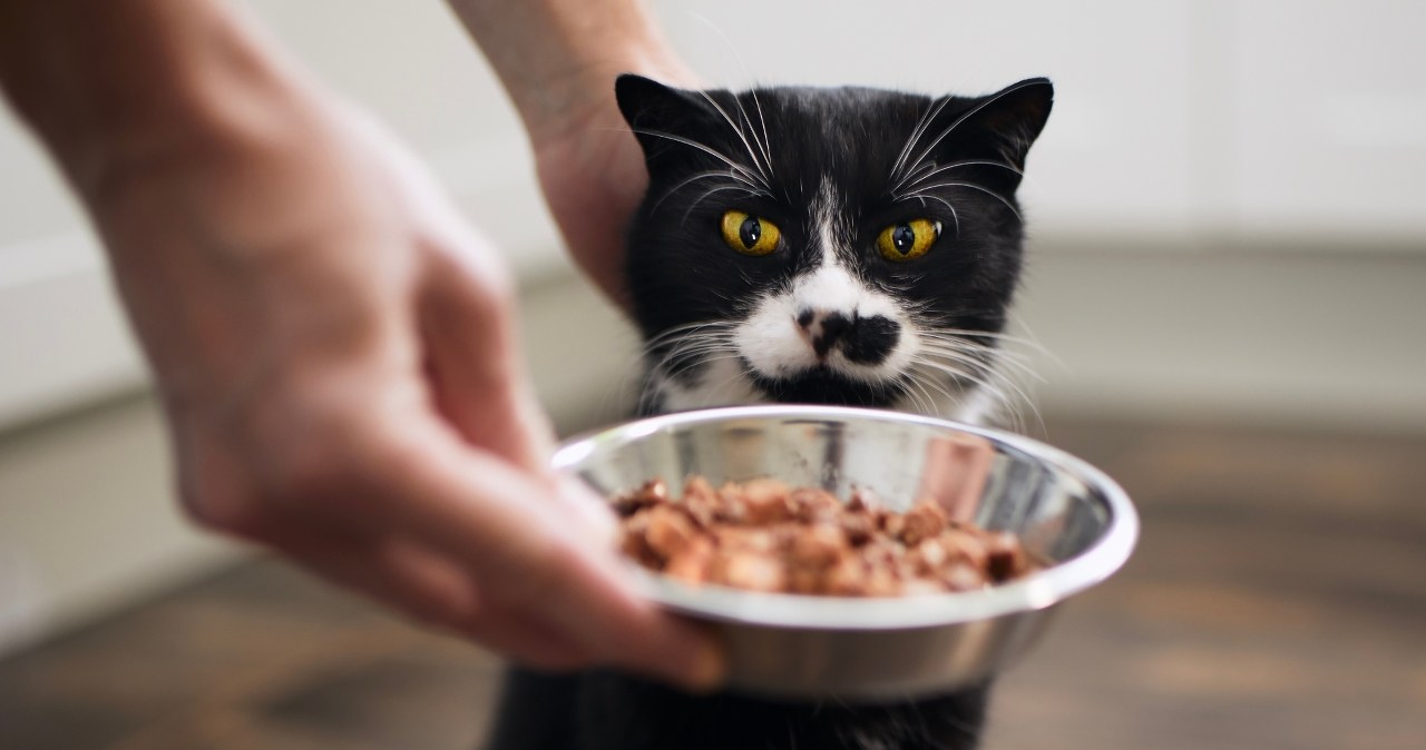 Błędy w karmieniu kota. Popełniają je choćby doświadczeni opiekunowie