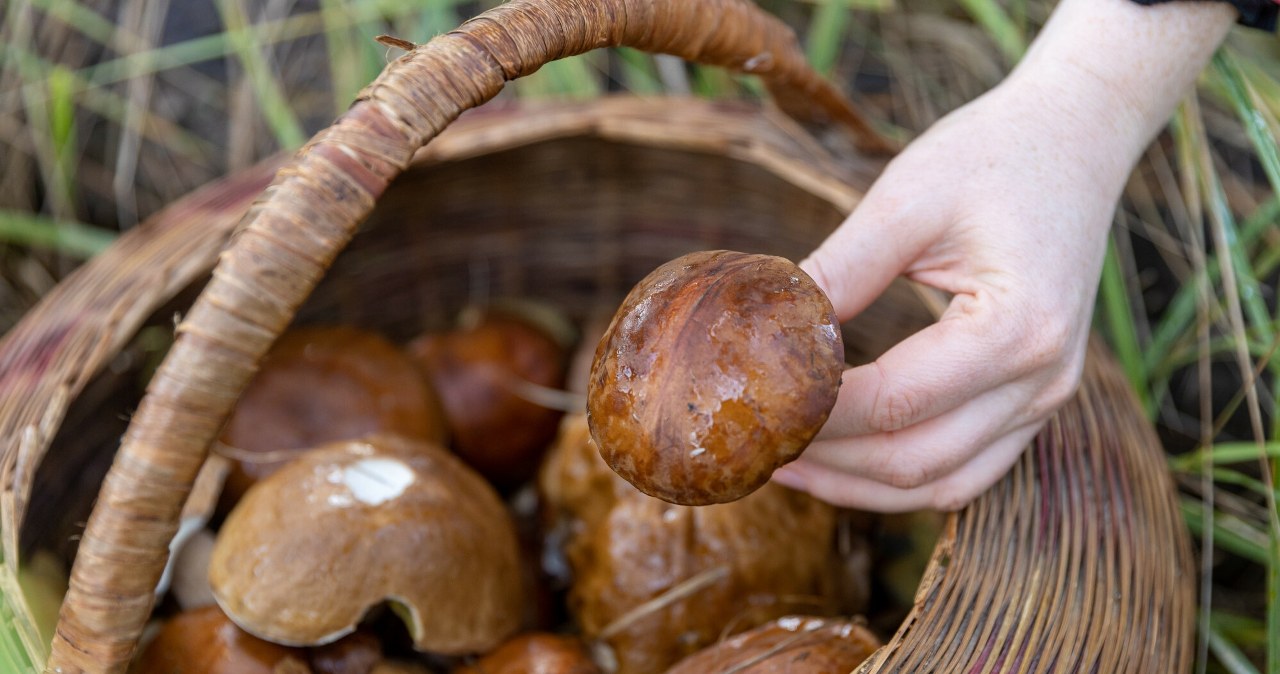 Uważasz się za wytrawnego grzybiarza? Sprawdź, czy rozpoznasz wszystkie gatunki grzybów
