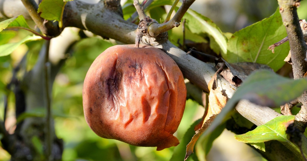 Owoce gniją na drzewach? Nie zwlekaj, zrób to, nim będzie za późno