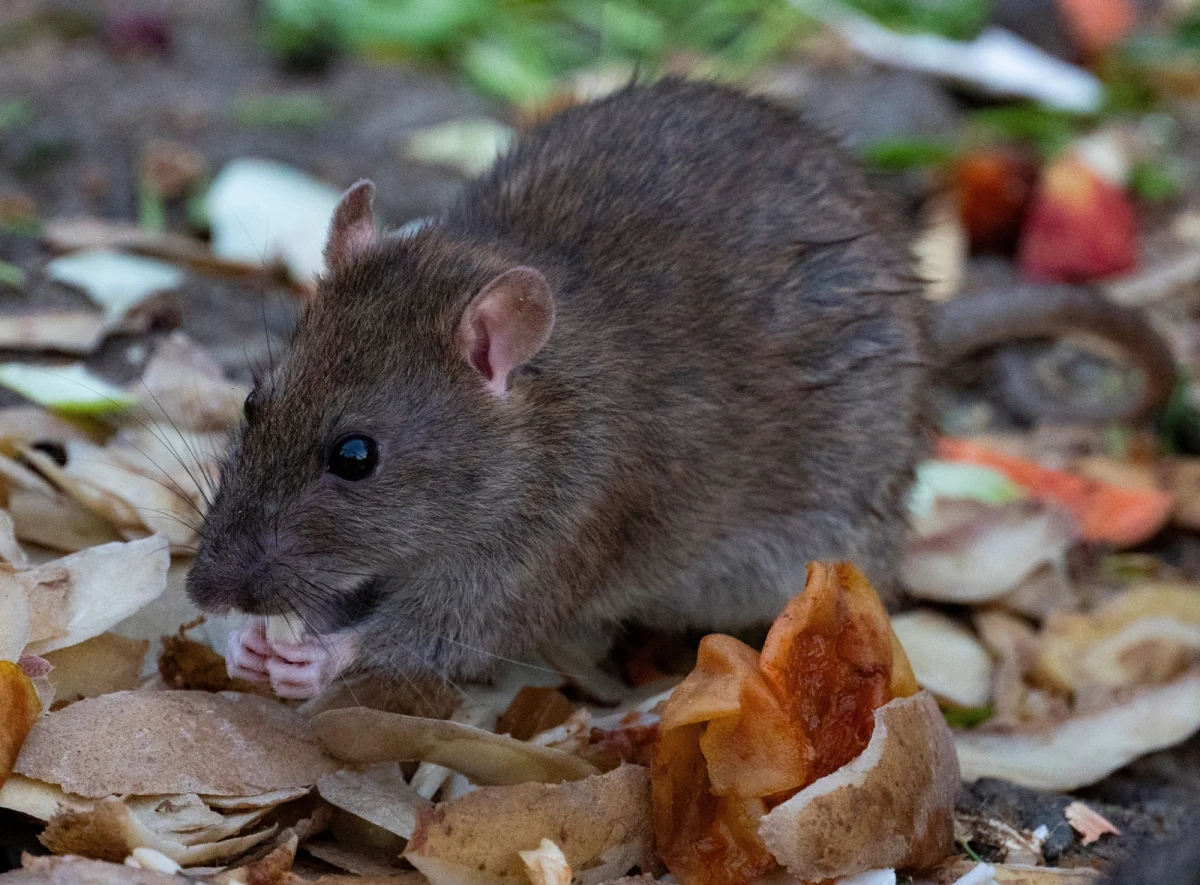 ​Badania przeprowadzone przez Science Advances wskazują na narastający problem wielu zachodnich miast, związany ze szczurami. Gryzonie dzięki sprzyjającemu klimatowi rozmnażają się szybciej niż kiedykolwiek. Autorzy badania zwracają uwagę na to, że wzrost liczby gryzoni notują m.in. Amsterdam, Toronto i Nowy Jork. Eksperci ostrzegają, że zjawisko może się pogłębiać wraz z dalszym ociepleniem klimatu i rosnącymi górami odpadów w miastach.