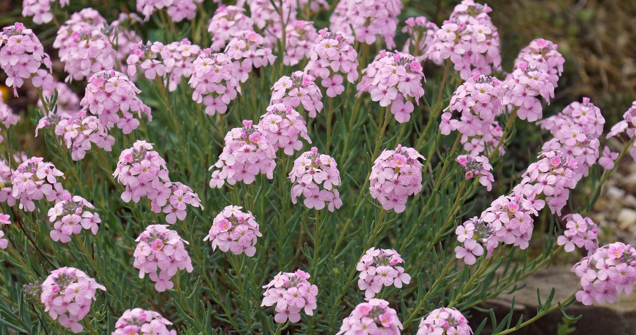 Nadaje się choćby na nieurodzajną, suchą glebę. Ozdobi ogród dywanem różowych kwiatów