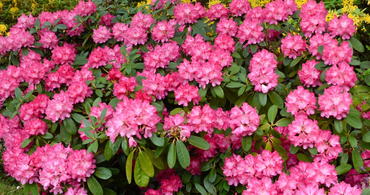 Rododendron bez kwiatów? To najczęstsza pomyłka ogrodników