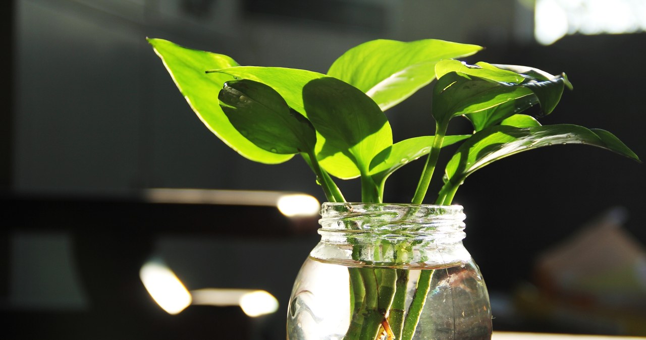 1 łyżeczkę zmieszaj z letnią wodą i włóż roślinkę. W kilka dni wypuści korzenie