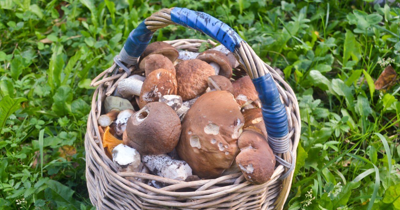 Grzyby wyrosną choćby w ciągu doby. Taka pogoda sprzyja im najbardziej