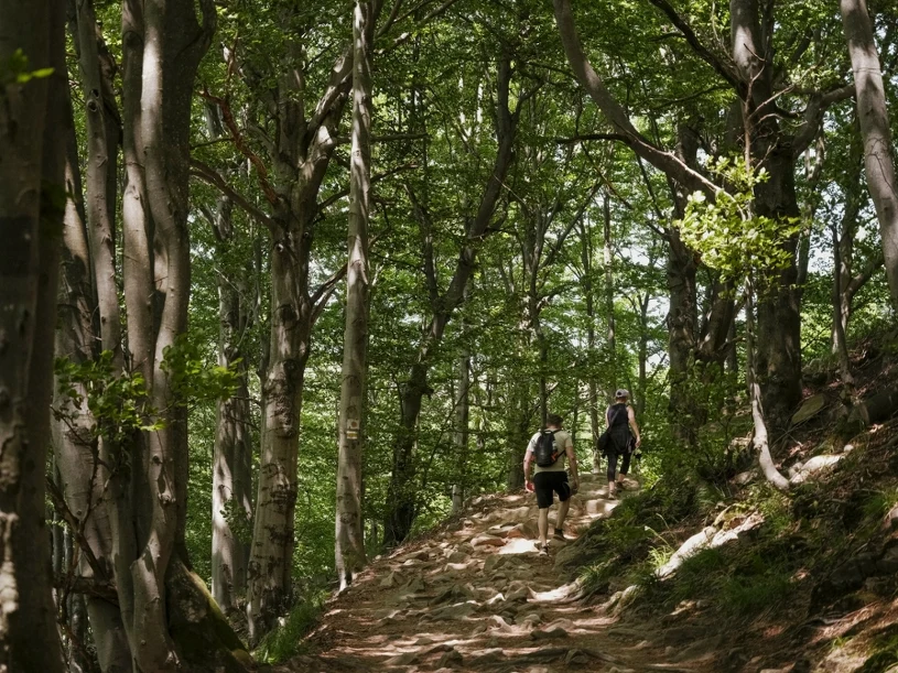 Wysyp w polskich lasach. W marcu zaczyna się sezon groźnego zjawiska
