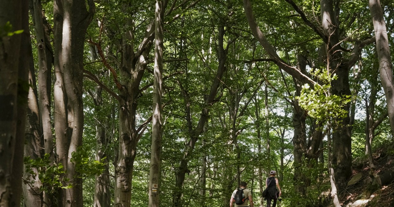 wiadomości,aktualności,Interia Lasy Państwowe udostępniają niecodzienną atrakcję. Obowiązują jednak ważne zasady