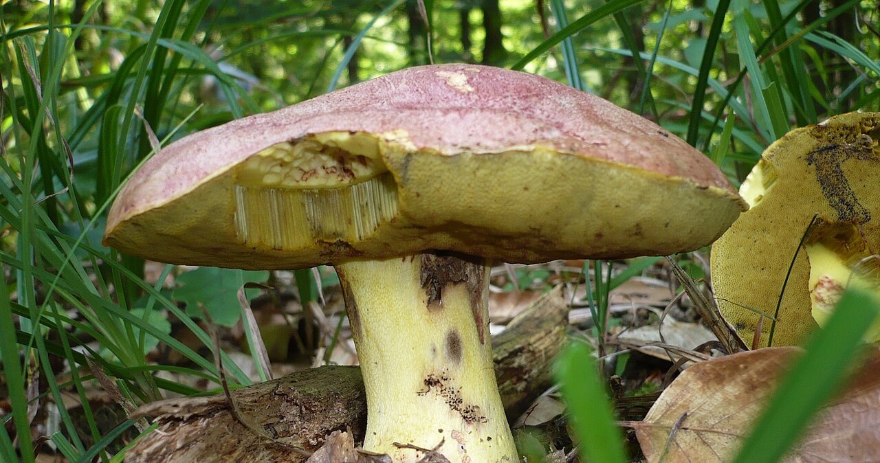 Nigdy nie zrywaj tego grzyba. Mandat będzie droższy, niż luksusowe wakacje
