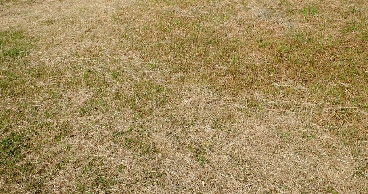 Zrób to z trawnikiem jeszcze w tym tygodniu. Wysuszona trawa gwałtownie się zregeneruje