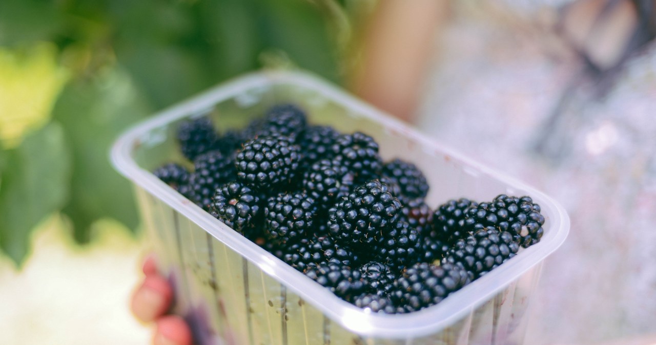 Chwila nieuwagi i rozwinie się 13 pokoleń. Owocowe plony pójdą do kosza