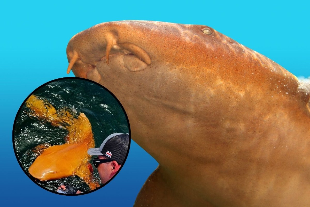 Rekin jak z kreskówki! Niezwykłe odkrycie