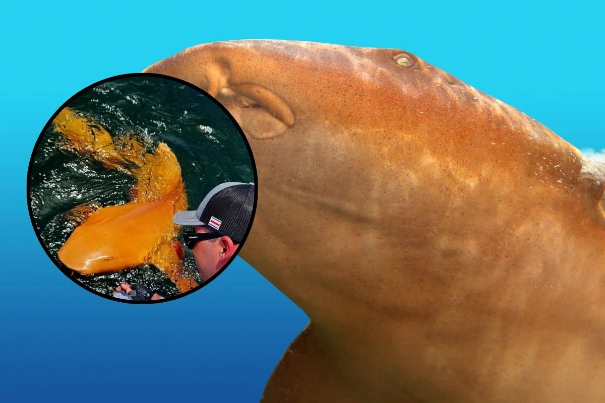 Niecodzienne odkrycie u wybrzeży Kostaryki zaskoczyło zarówno rybaków, jak i naukowców. Złowiono tam rekina wąsatego o intensywnie pomarańczowej skórze, co jest efektem niezwykle rzadkiej choroby pigmentacyjnej – ksantyzmu. Co więcej: stwierdzono u niego także albinizm. 