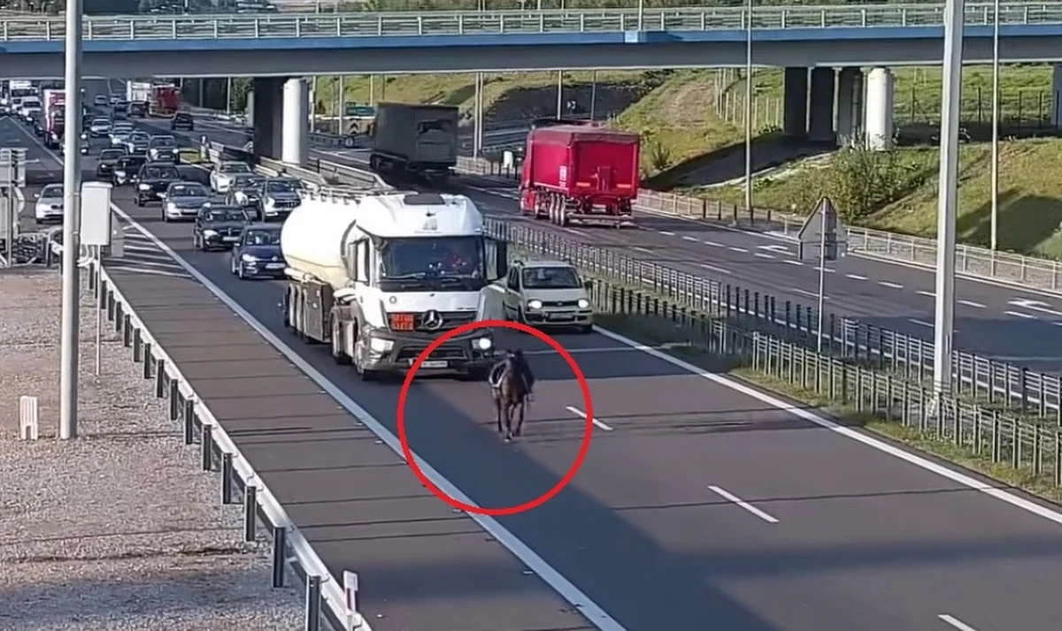 Każdy kierowca powinien być przygotowany na to, że na drodze mogą spotkać go różne zaskakujące sytuacje. Rzadko jednak zdarza się, by po drodze ekspresowej biegał koń bez jeźdźca. To niecodzienne zdarzenie miało miejsce na Lubelszczyźnie. Nagranie pokazała Generalna Dyrekcja Dróg Krajowych i Autostrad. 