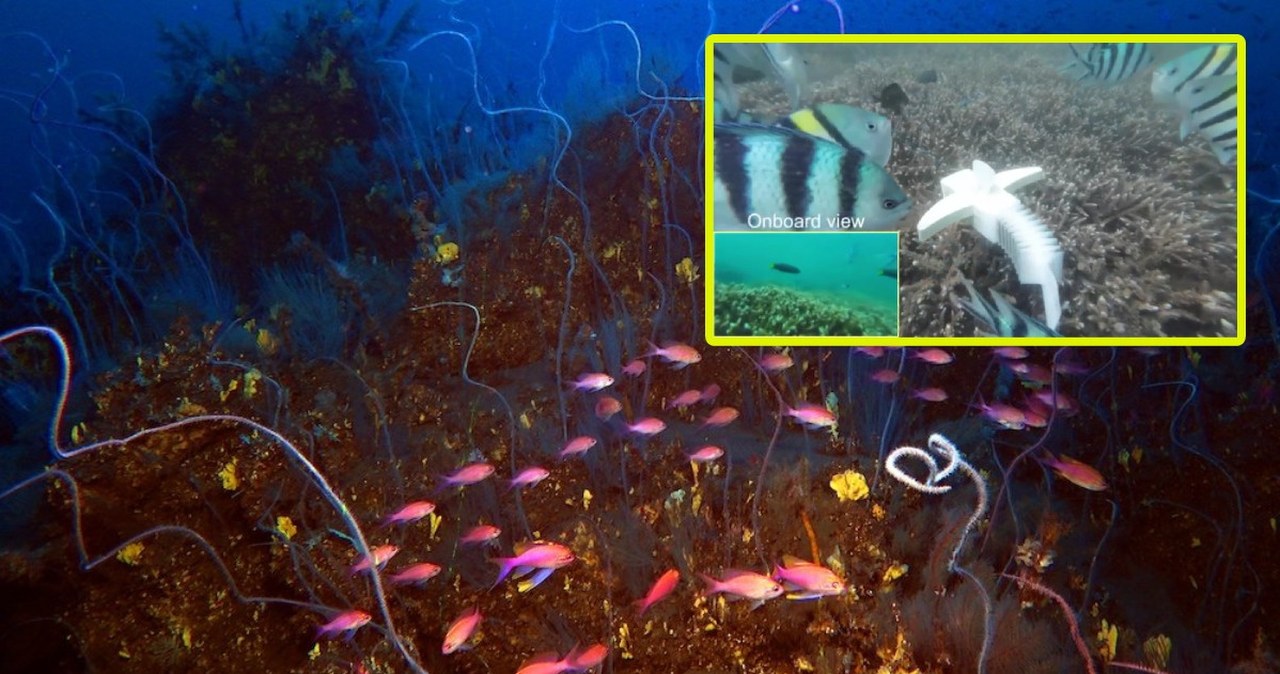 Chiński robot-ryba. Sprawny eksplorator głębin oceanicznych