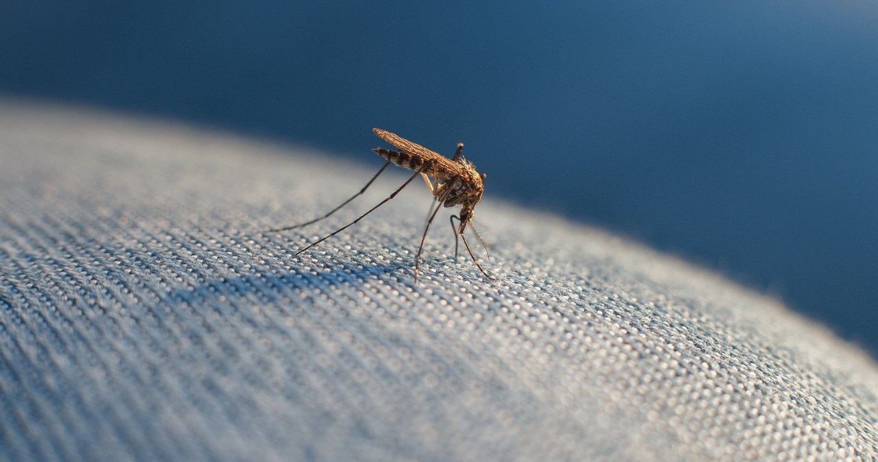 Komary atakują Europę. Eksperci zapowiadają "nową normę"