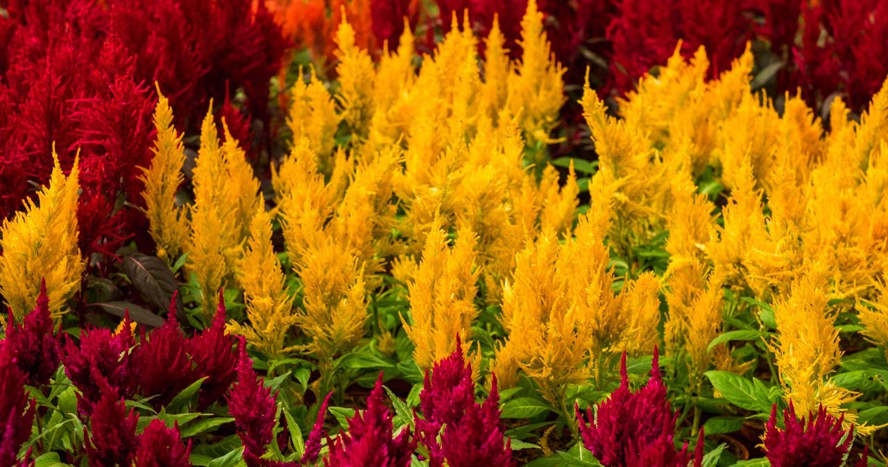 Są jeszcze piękniejsze, niż wrzosy. W tym roku sadzę je w ogrodzie i na balkonie