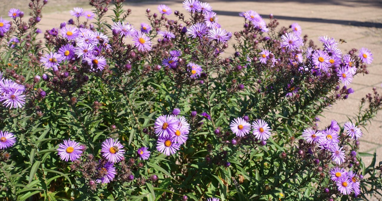 Tworzą w ogrodzie kwiatowe ściany. Najpiękniej wyglądają jesienią