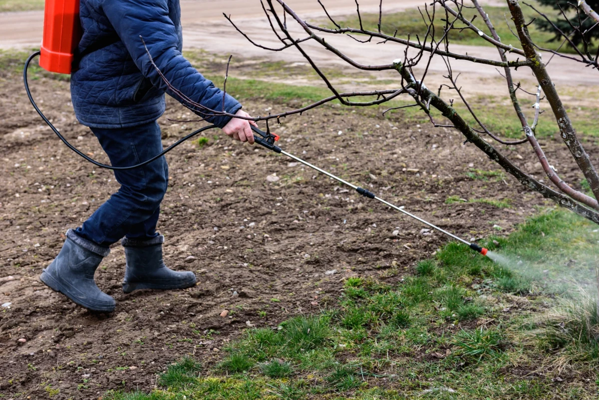 Chloropiryfos etylowy może powodować poważne zaburzenia rozwojowe mózgu u dzieci - alarmują amerykańscy naukowcy. Wyniki najnowszego badania, przeprowadzonego w Nowym Jorku, wskazują na wyraźny związek między prenatalną ekspozycją na tę substancję a zmianami w strukturze i funkcjonowaniu mózgu oraz pogorszeniem kontroli motorycznej u dzieci.