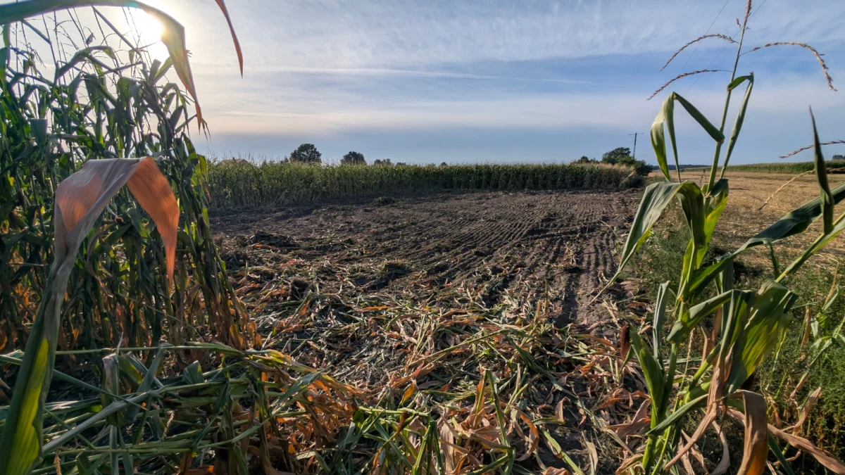 W nocy zakończono główną część oględzin terenu w Osinach pod Łukowem na Lubelszczyźnie, na który spadł i eksplodował dron. Pokazujemy miejsce, w którym go znaleziono, a także uszkodzone pobliskie domy.